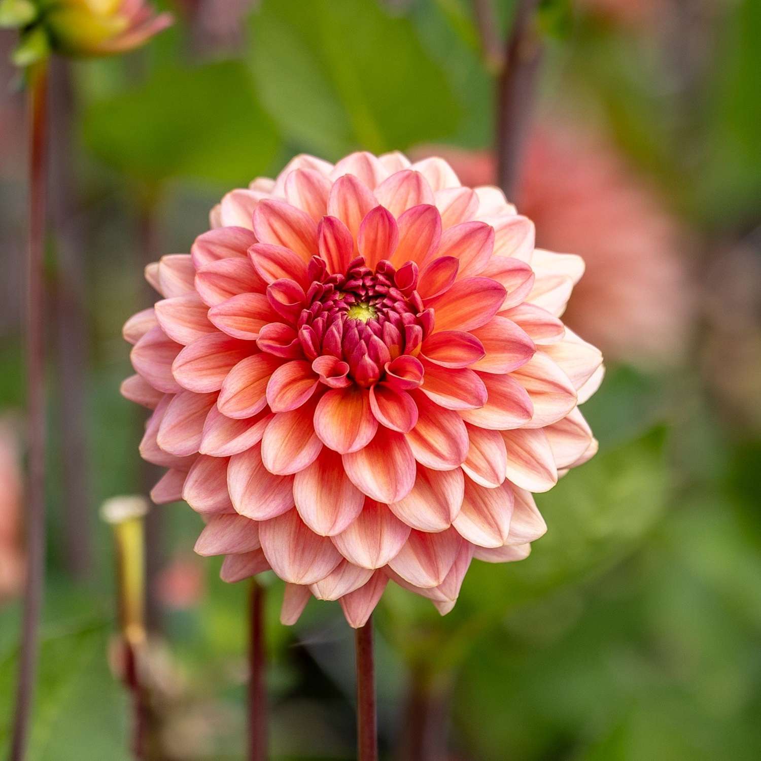 Dahlie 'Salmon Runner'